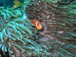 Clown fish @ Athuruga, Maldives
Sea&Sea dx8000 compact d... by Davide Vimercati 